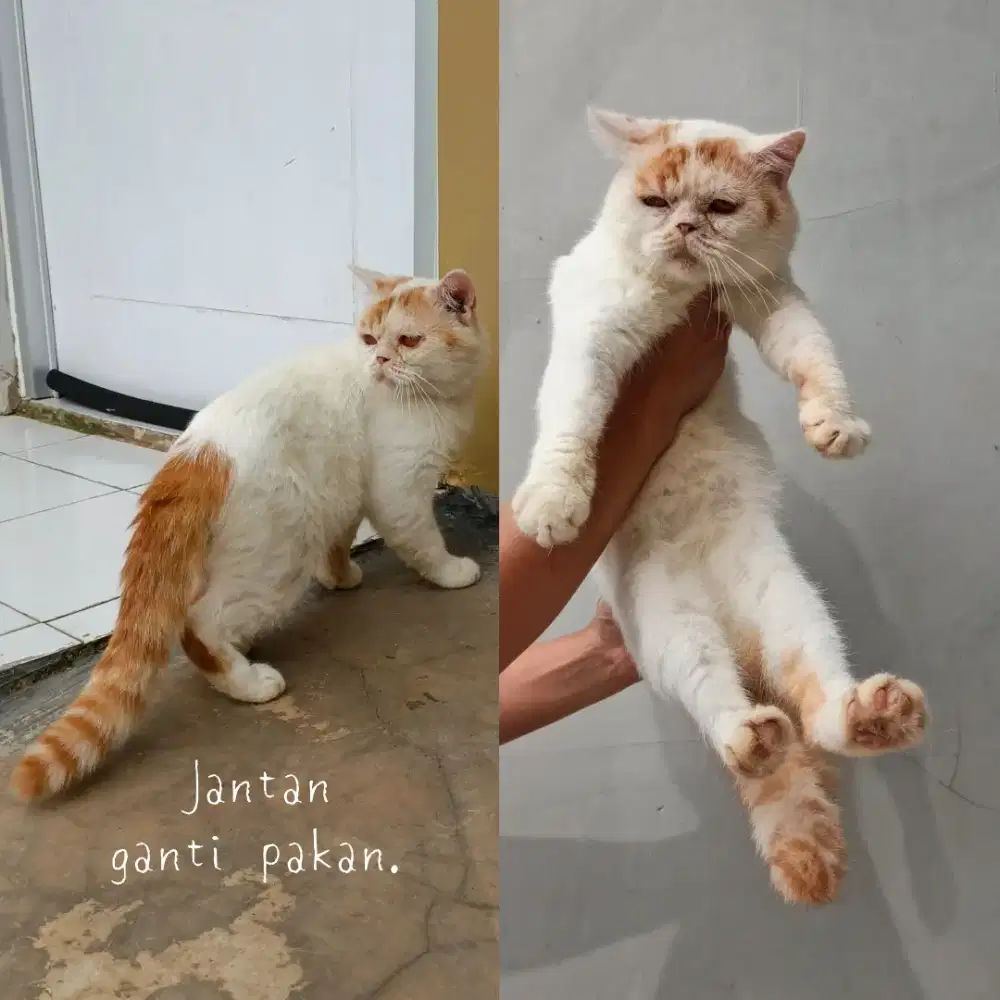 Jantan sehat gendut