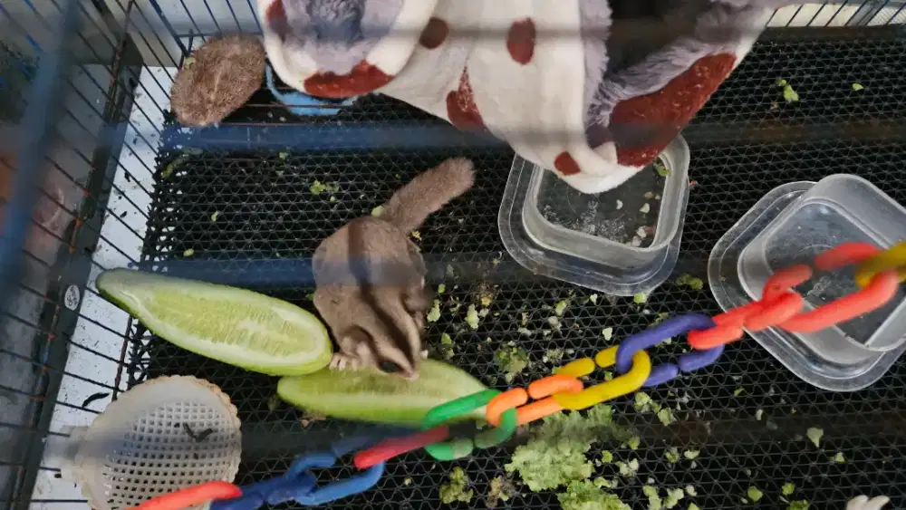 SUGAR GLIDER CLASSIC GREY BETINA JUAL MURAH