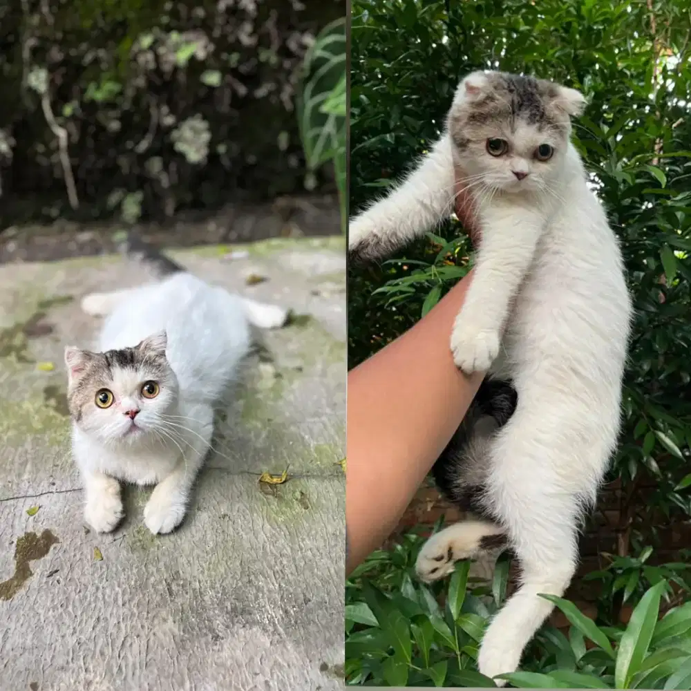 Bsh scottish fold jantan