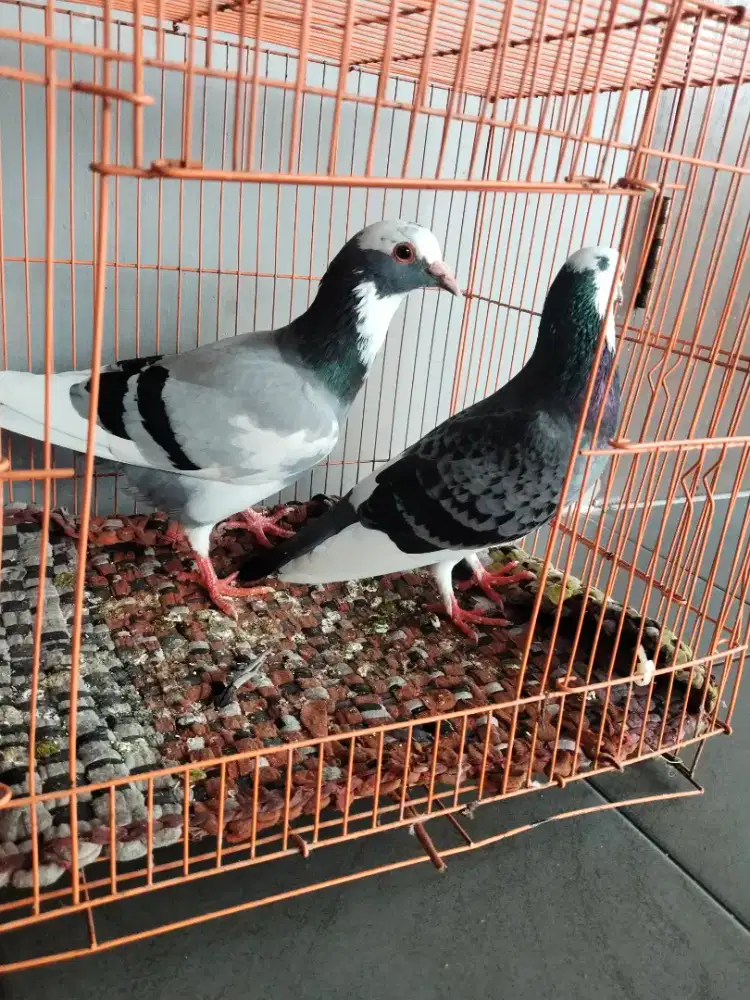 Burung dara sepasang siap ternak warna cakep dah poko ye