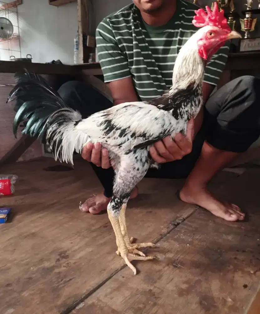 Ayam aduan pama