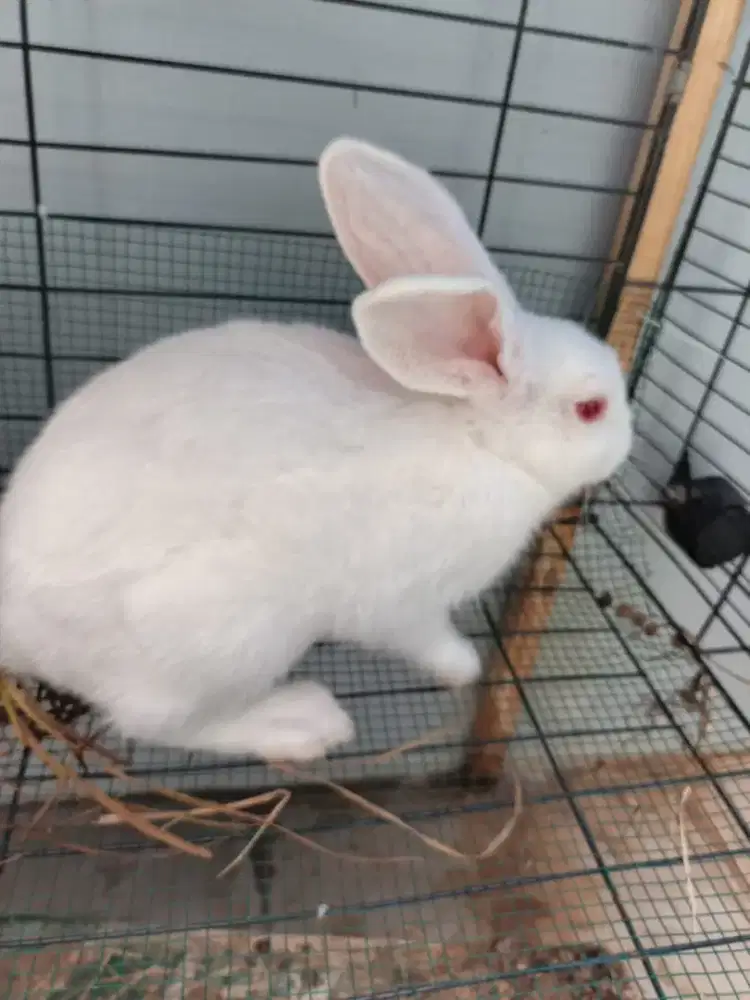 Kelinci umur 5 bulan