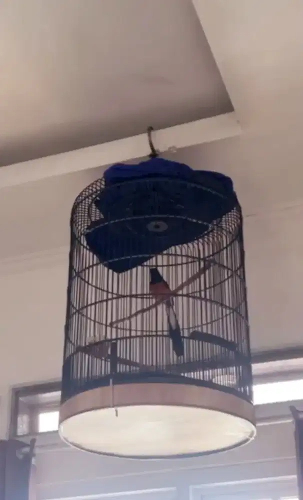 Burung Murai Batu Gacor