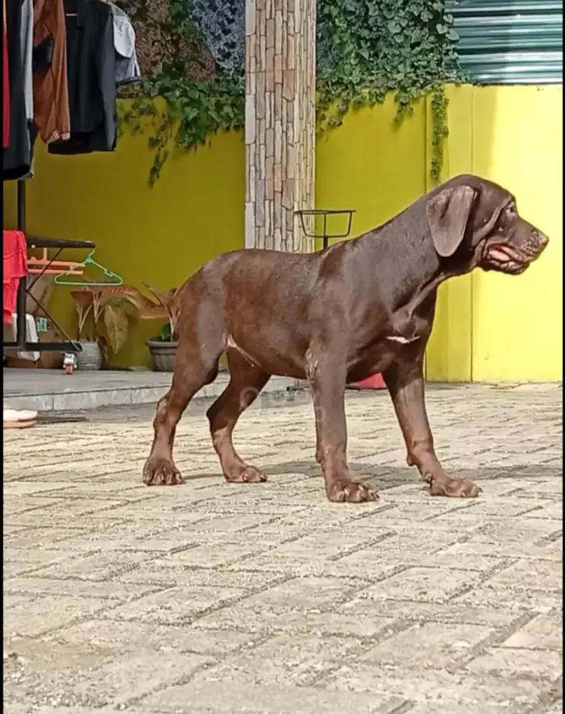 Pitbull Merle Carrier