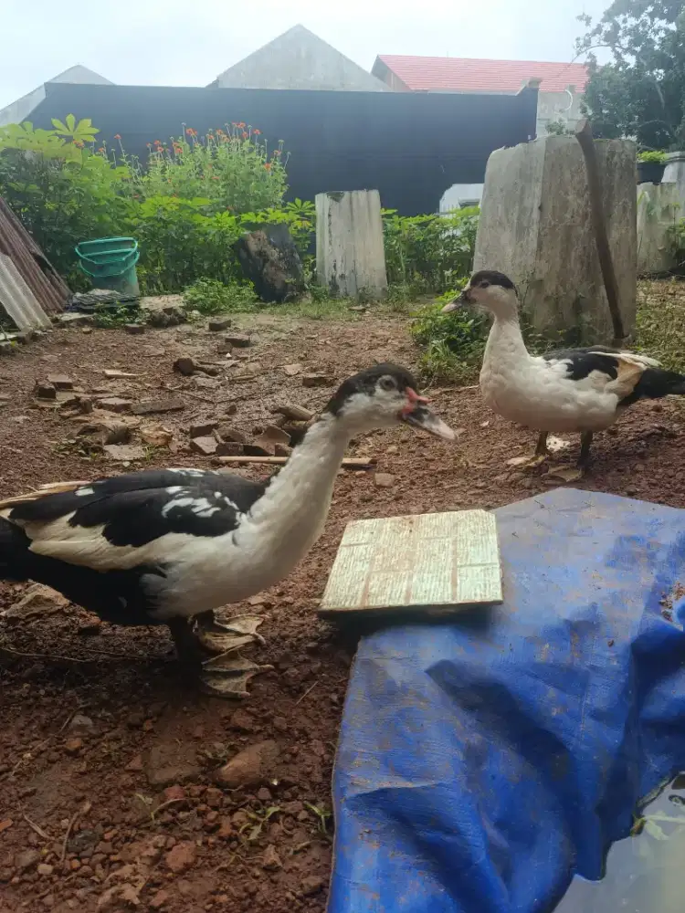 Jual entok secepatnya