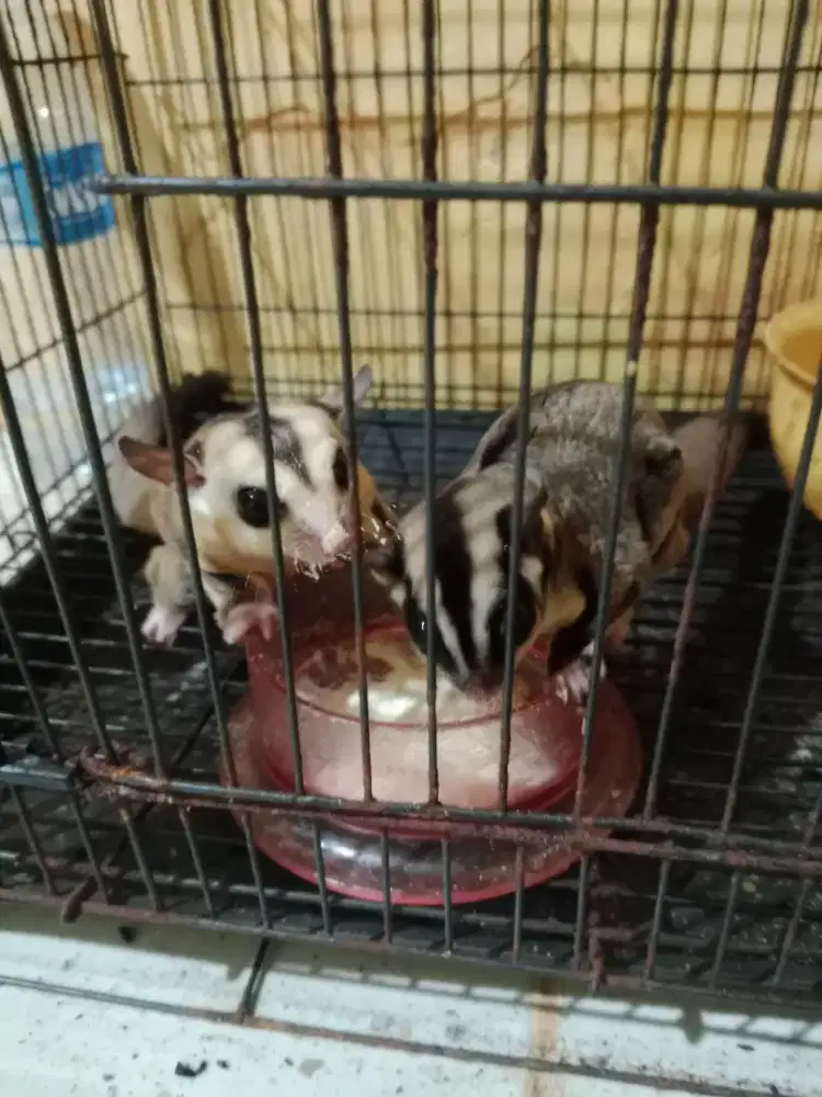 sugar glider white face jantan clasik grey betina