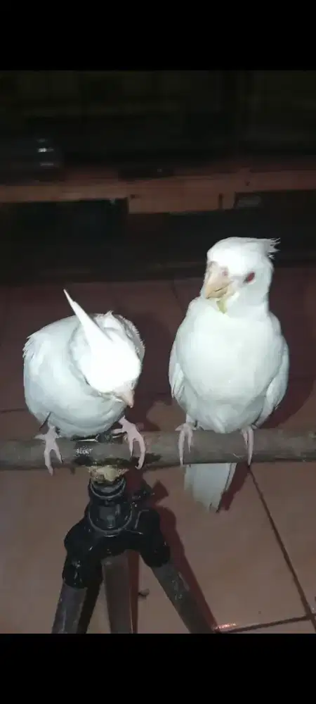 Falk Albino MM Jinak Total