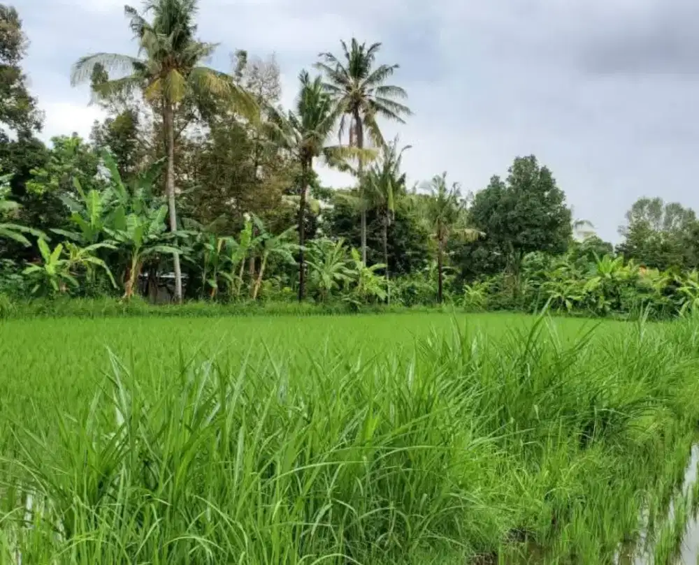 Tanah sawah di singaraja buleleng