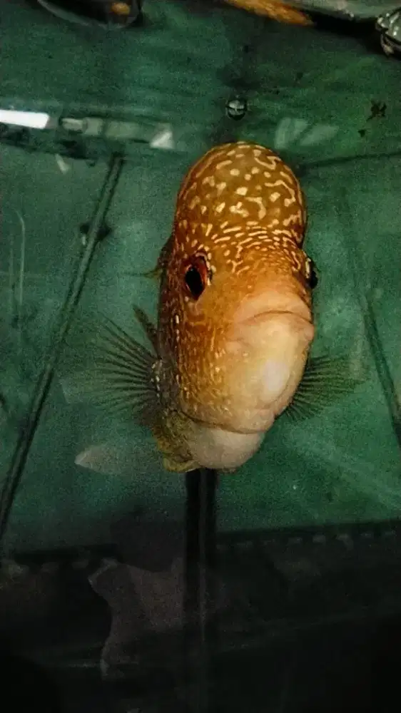 Louhan golden base jenong crosshead crossface