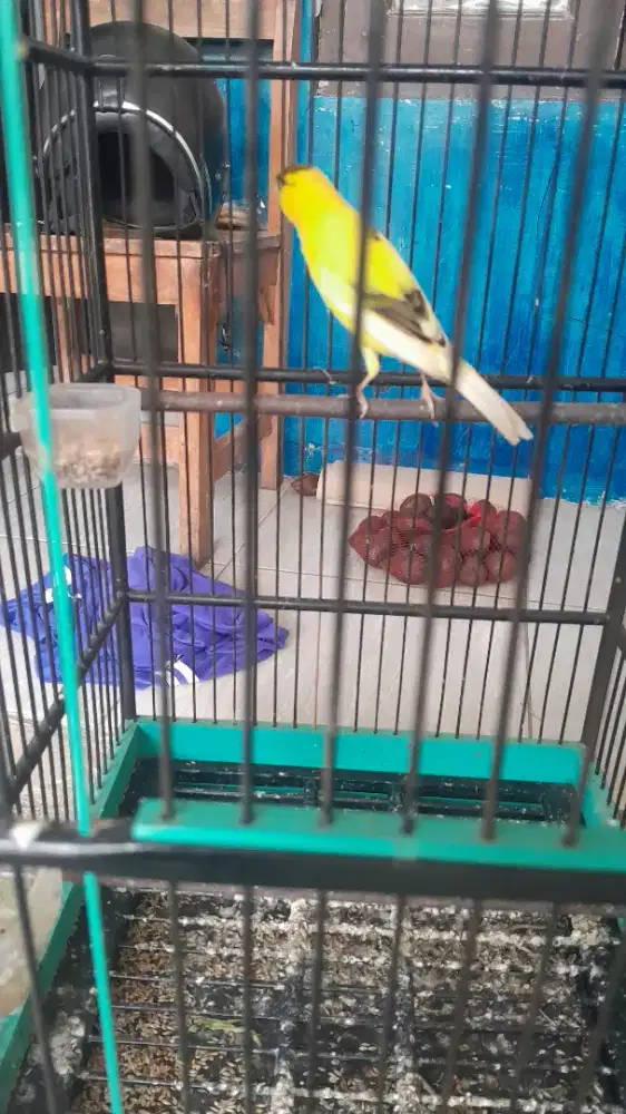 Burung Kenari Body ageung