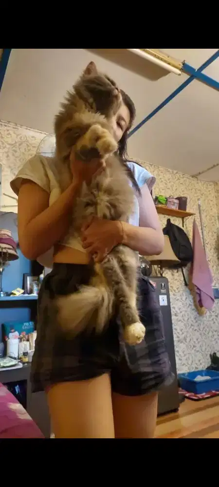 Kucing persia big bone Tt boleh