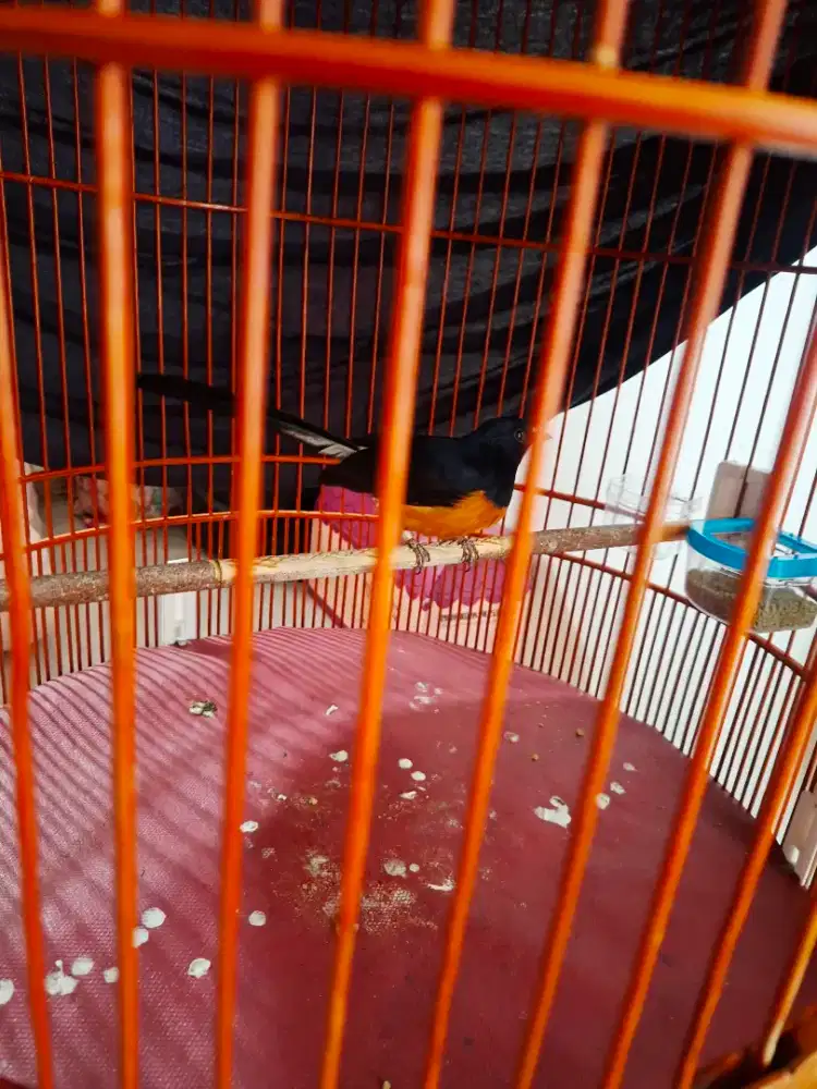 Burung murai batu gacor