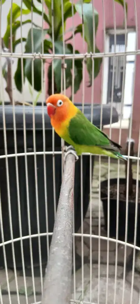 Lovebird split bio isian
