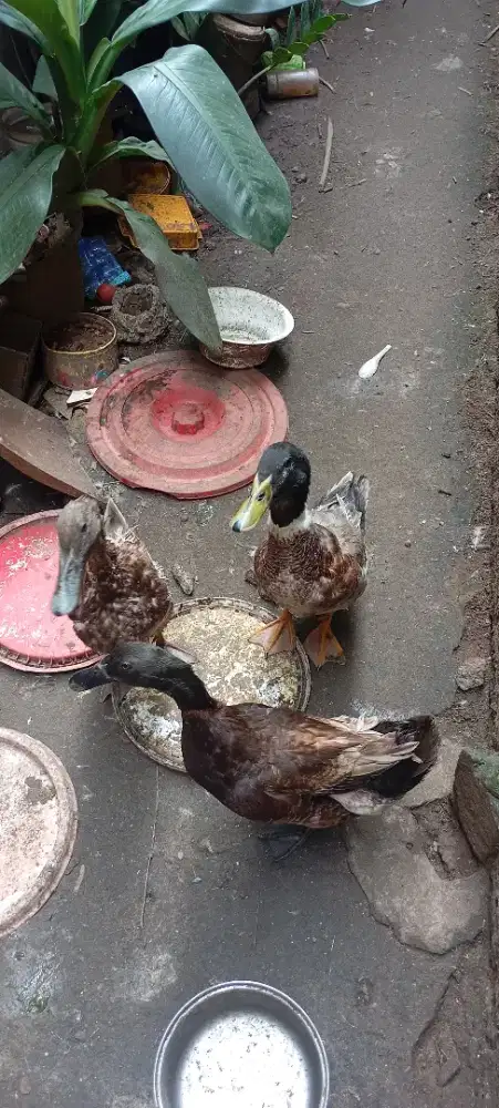 bebek jantan umur 5>6 bulan