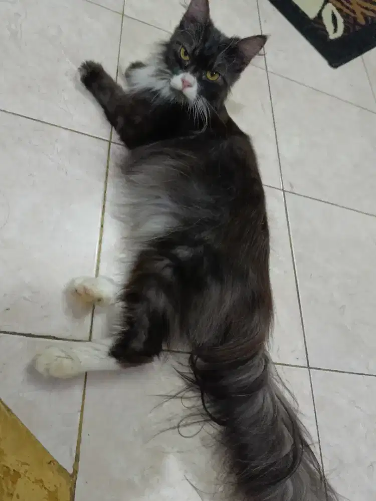 Kucing mainecoon