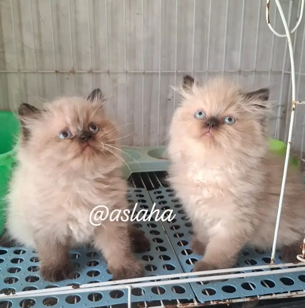 Anak kucing himalya /kitten himalya flatnose /kucing himalaya  cemong