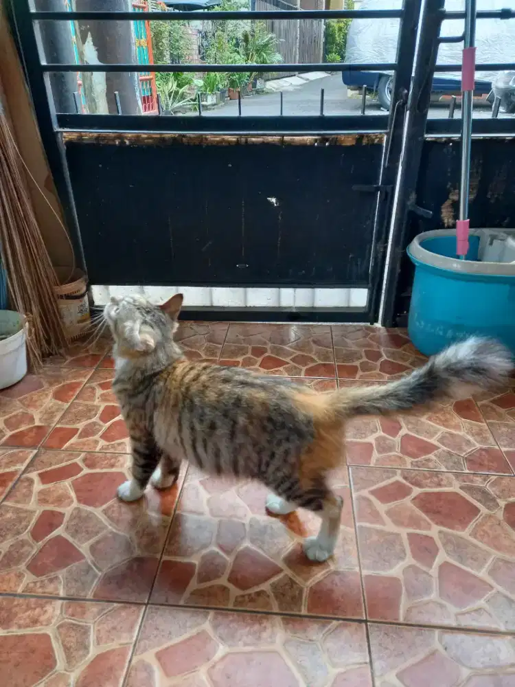 Kucing Persia female dewasa