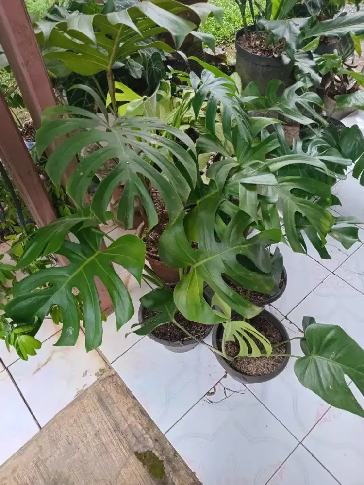 Tanaman hias monstera 3 daun