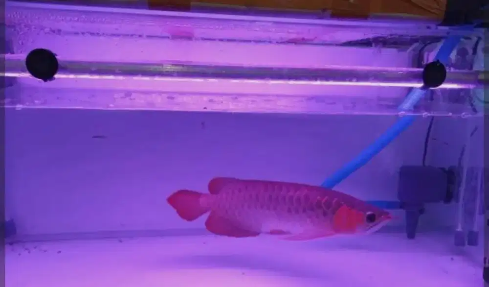 Ikan Arwana Super Red