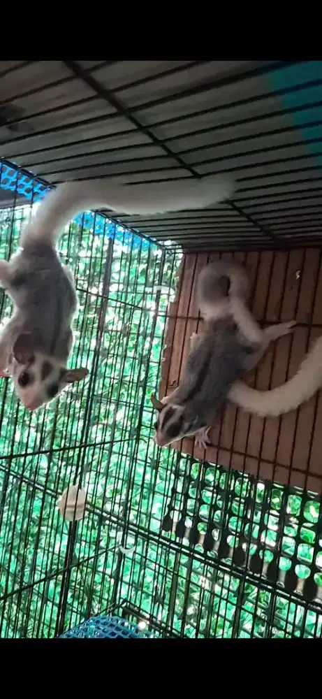 Sugar glider indukan & anakan (joey)