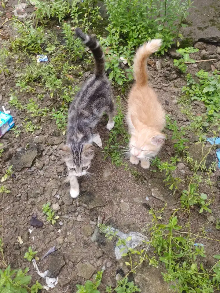 Kucing lucu oyen & marble