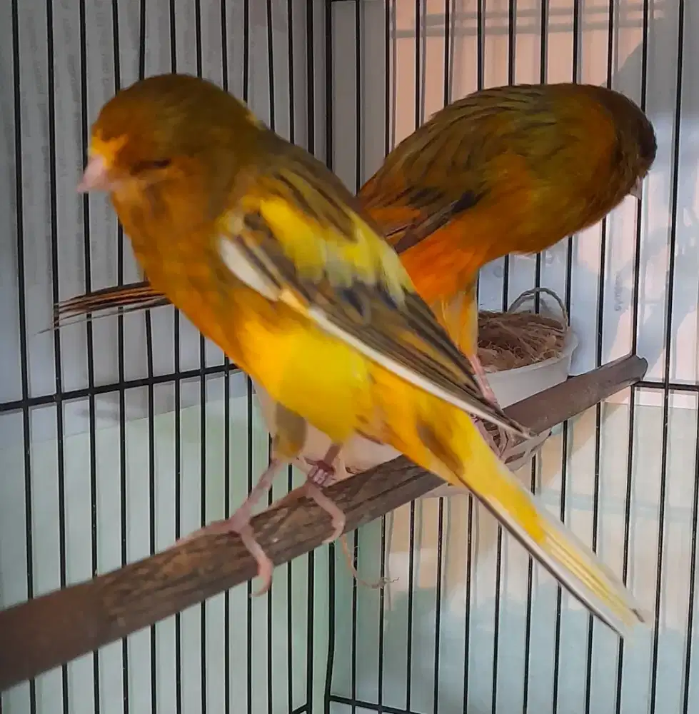 Betina kenari f1 yokser