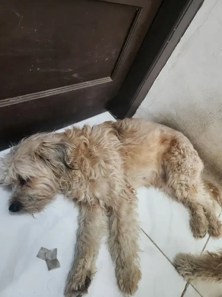 Free adopt anjing maltase