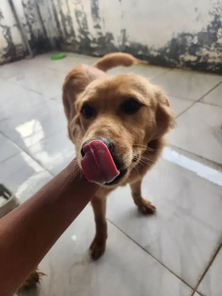 Free adopt anjing mix