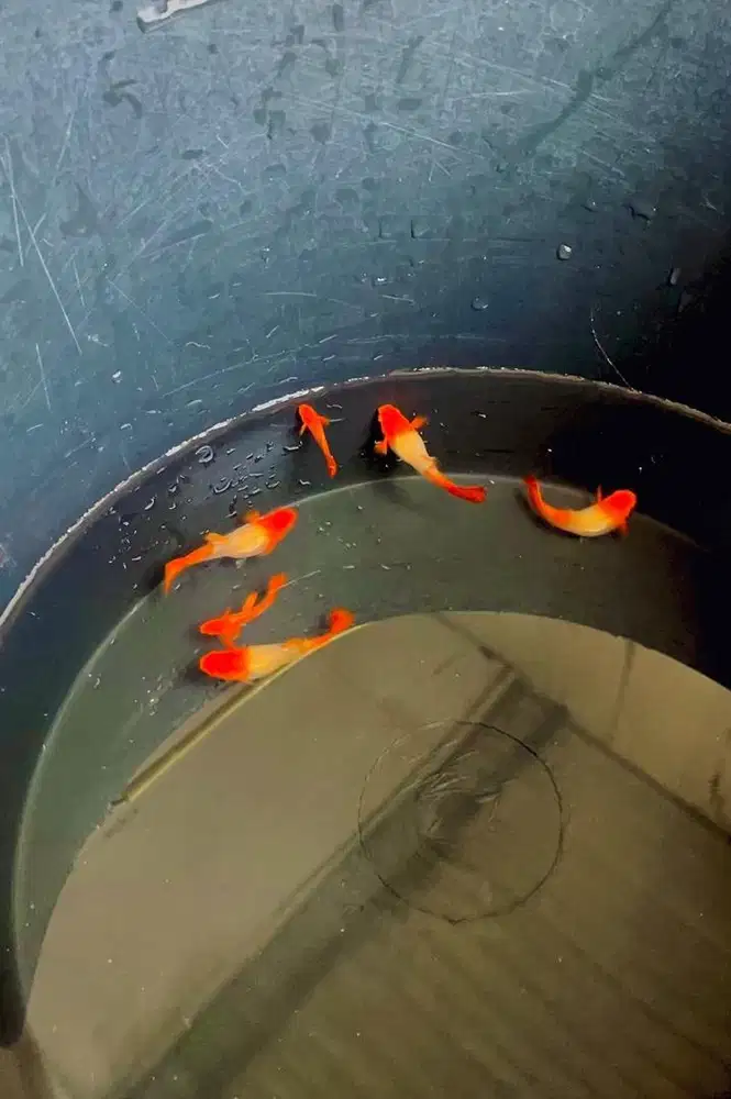 Ikan Guppy Albino Koi Red Ear
