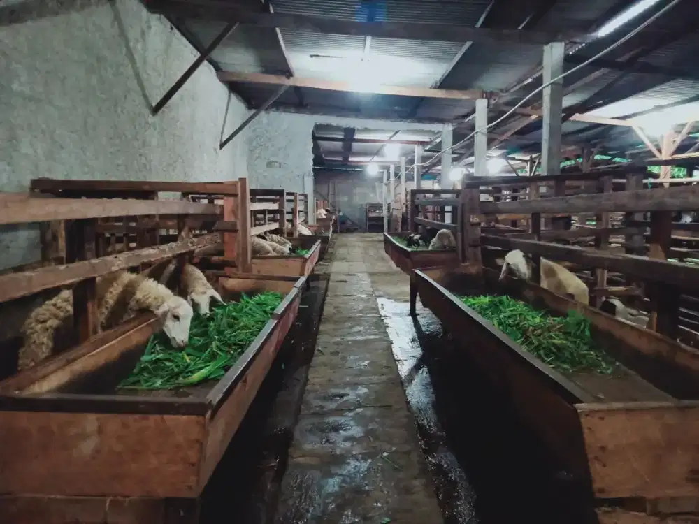 Jual kambing domba aqiqah, paket aqiqah, hidup, potong cacah, dll.