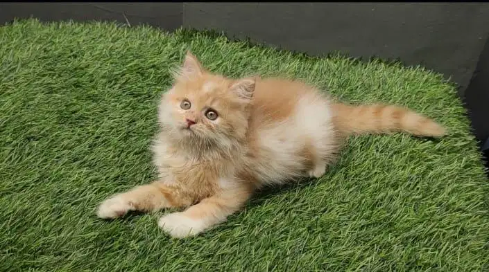 Kitten Persia/Kitten Persia Medium/Kitten Persia Flatnose/Persia