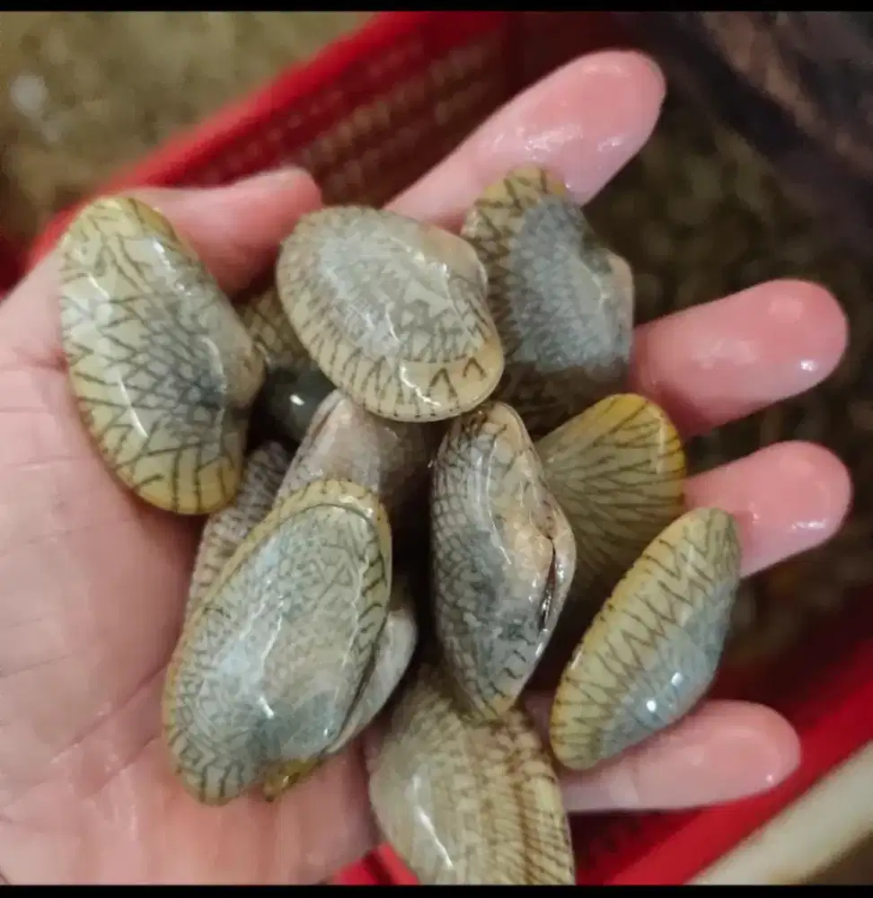 Di cari wanita untuk kasir