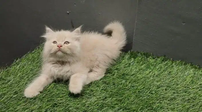 Kitten Persia/Persia/Flatnose/Peaknose/Kitten