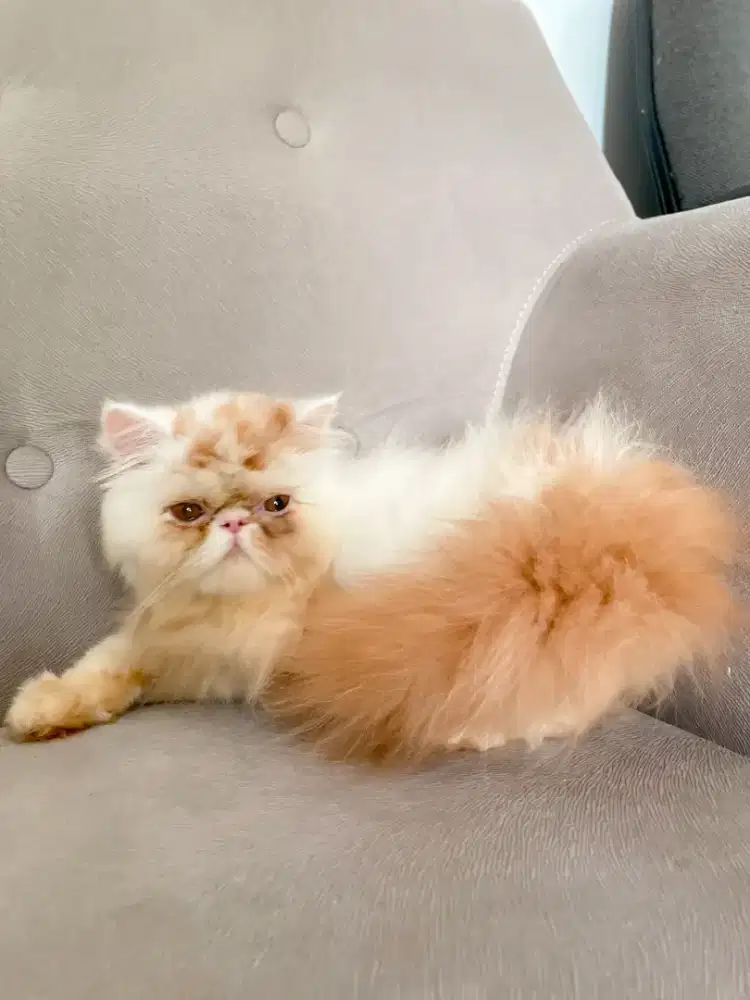 Jual Kucing Persia Peaknose