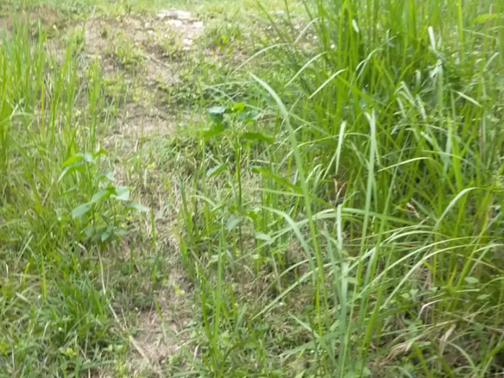 DIJUAL CEPAT Tanah kavling di Mega Regency, blok A5, Di Bekasi - SERANG BARU Sukasari