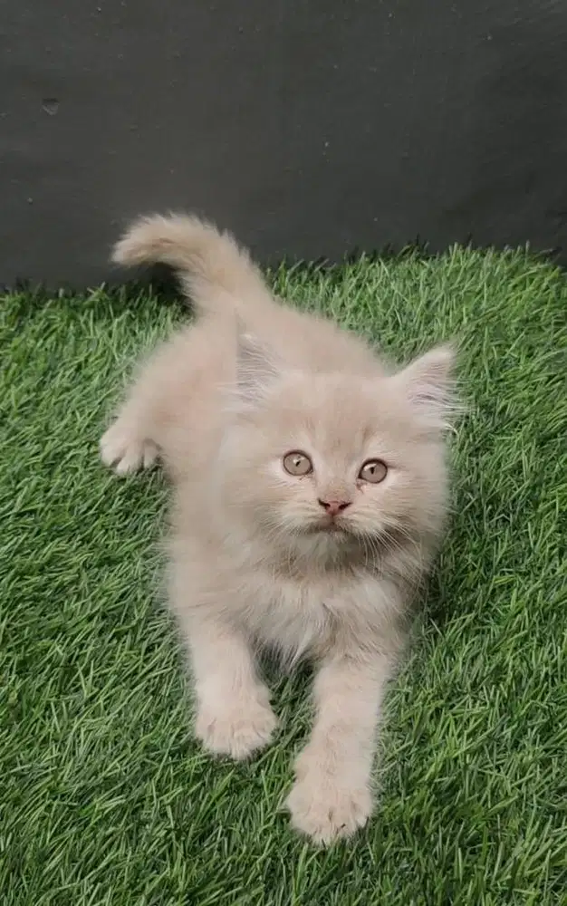 Kitten/Persia/Kitten Persia/Peaknose/Flatnose