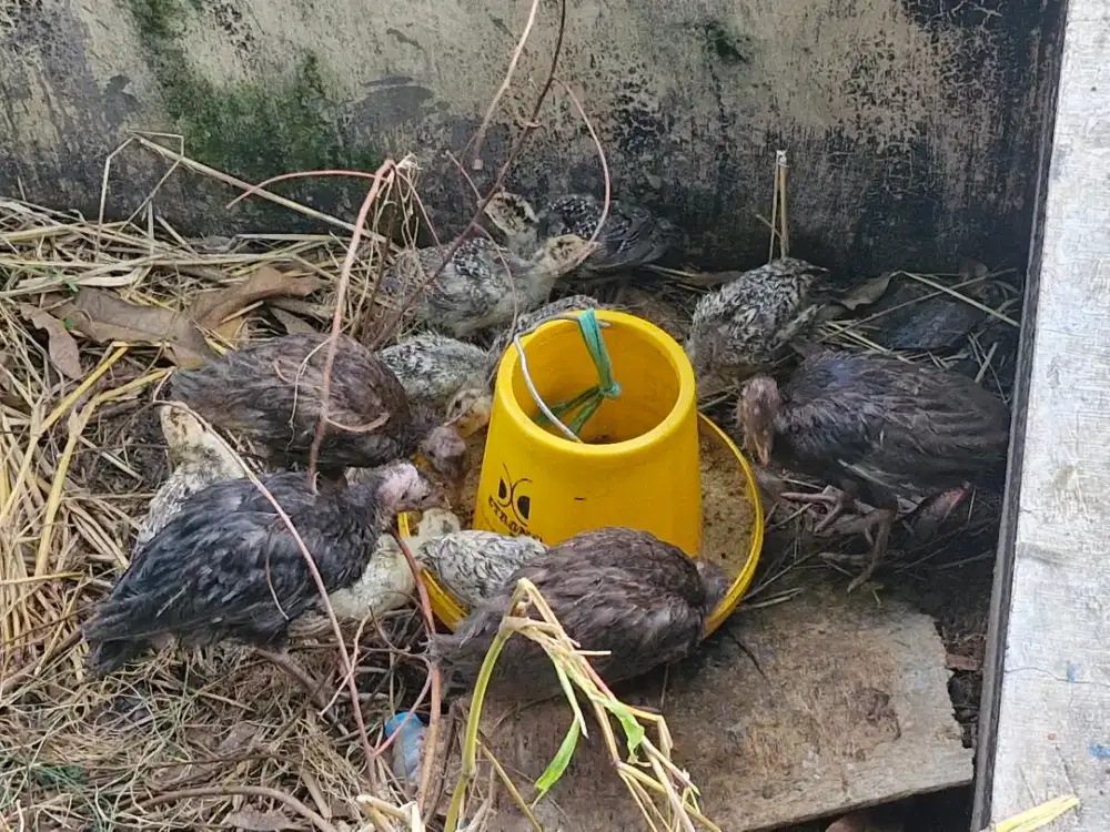 Kalkun warna abu abu