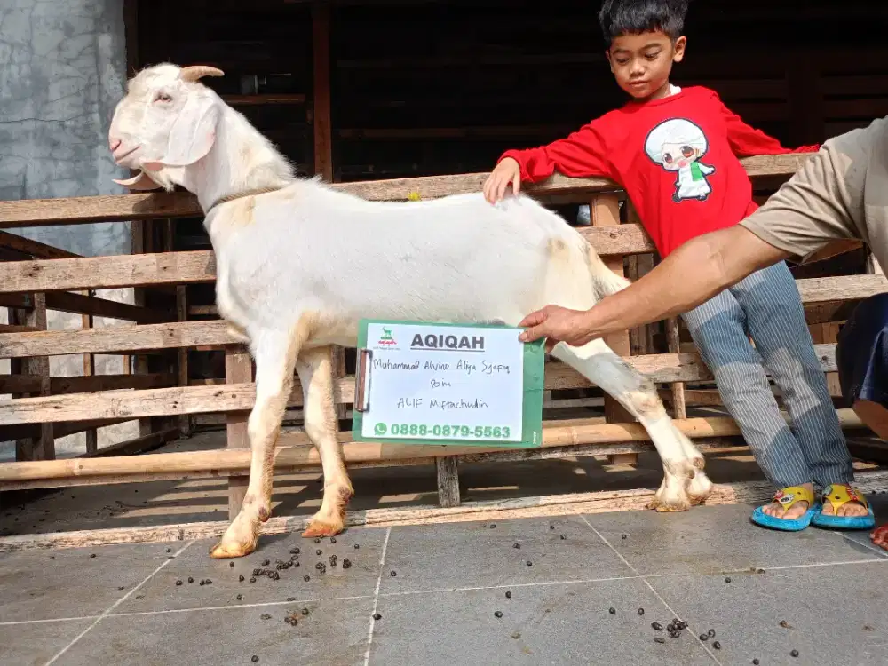 Jual kambing domba aqiqah, paket aqiqah, hidup, potong cacah, dll.
