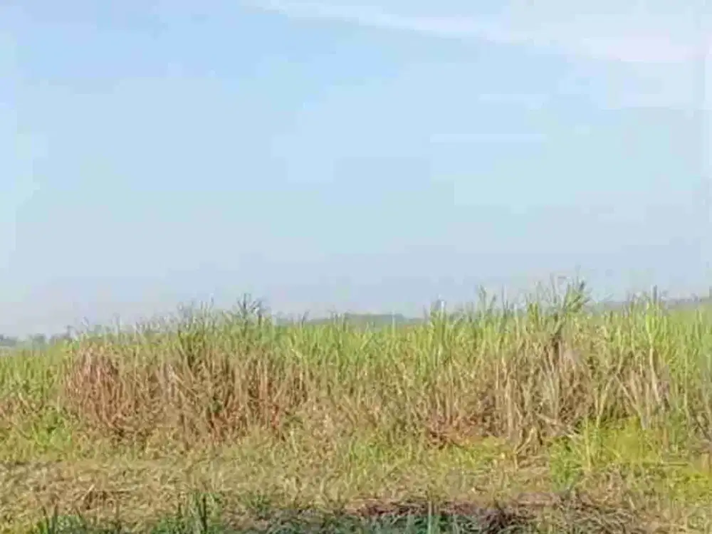 Lahan industri luas 5 HA harga 500 ribu permete, 18 km dari gerbang tol penompo, Mojokerto