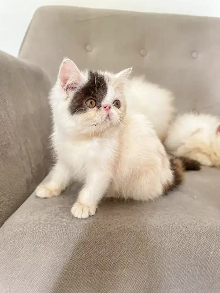 Jual Kucing Persia Peaknose Exo