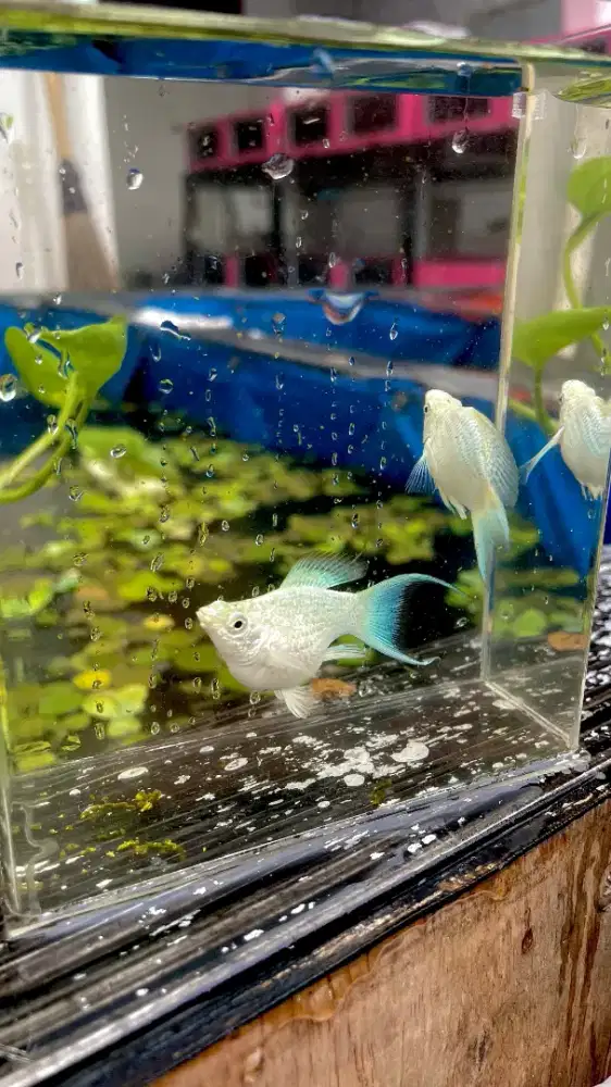 Ikan Molly Platinum Cawang