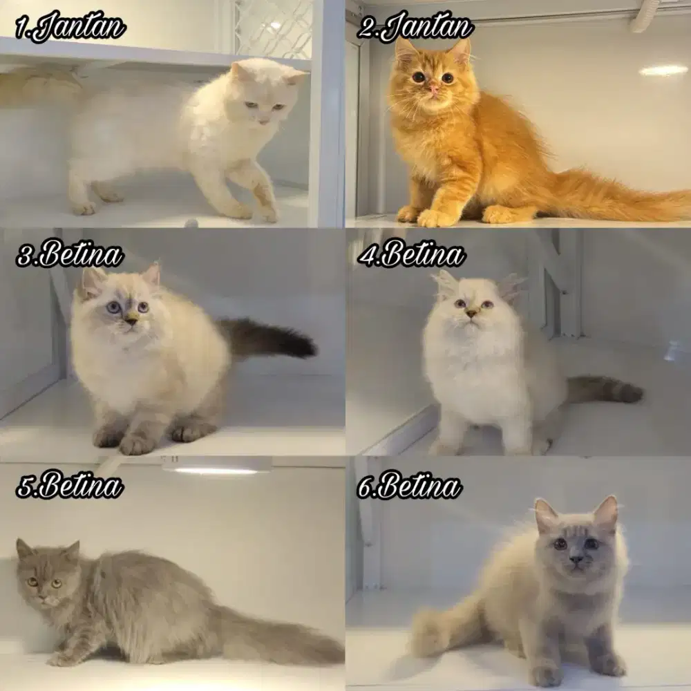 Kucing Persia, ragdol,bsh menggemaskan, aktif dan tentunya sehat