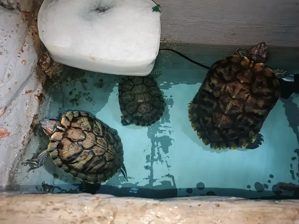 Kura kura Brazil indukan dewasa