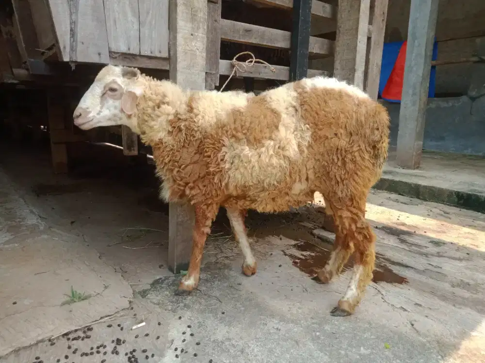 Jual kambing domba aqiqah, paket aqiqah, hidup, potong cacah, dll.