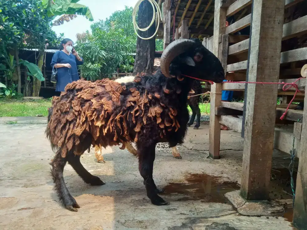 Jual kambing domba aqiqah, paket aqiqah, hidup, potong cacah, dll.