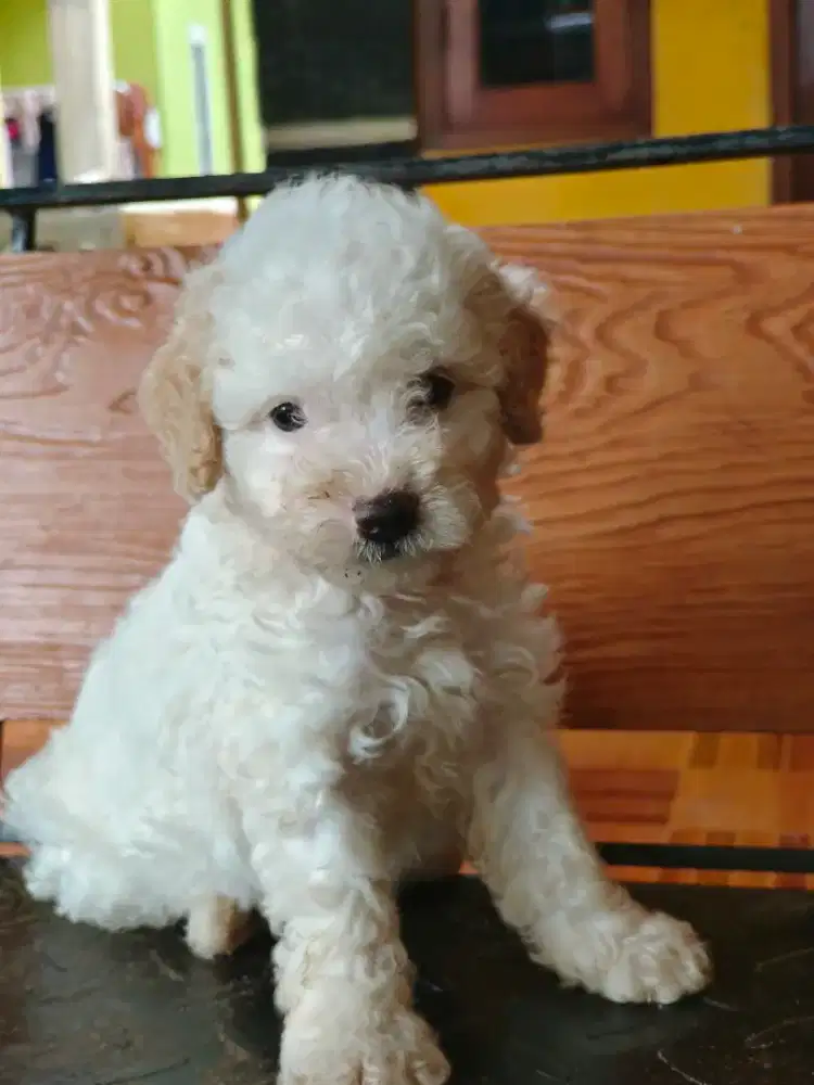 Poodle toy betina cantik murah free ongkir