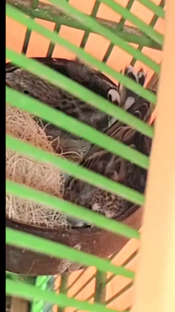 Sepasang BlackStrout lag ngerem