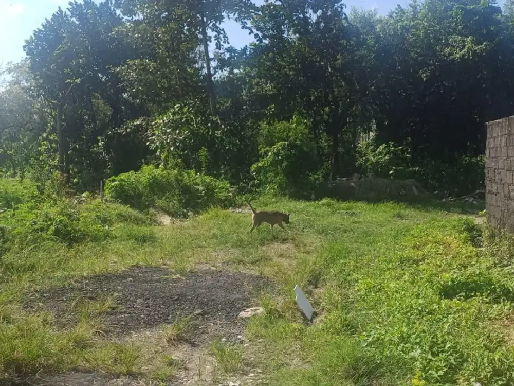 Tanah Pura Banyukuning Padangsambian Kelod Denpasar