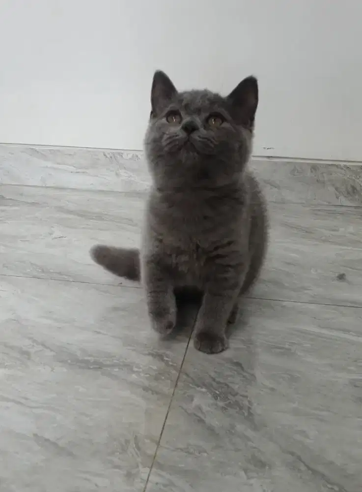 BSH  British Short Hair