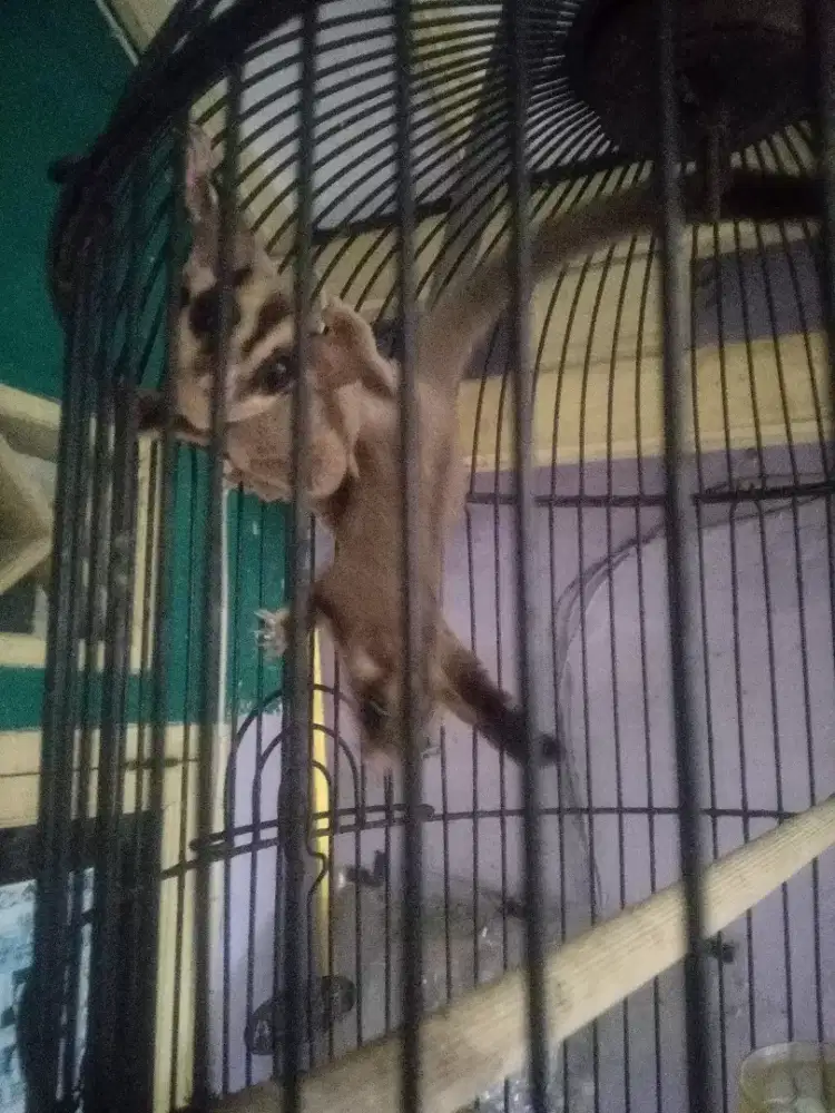 Sugar glider satu pasang